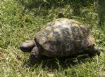 Hermanns : Male approx 50+ years old (Mo)